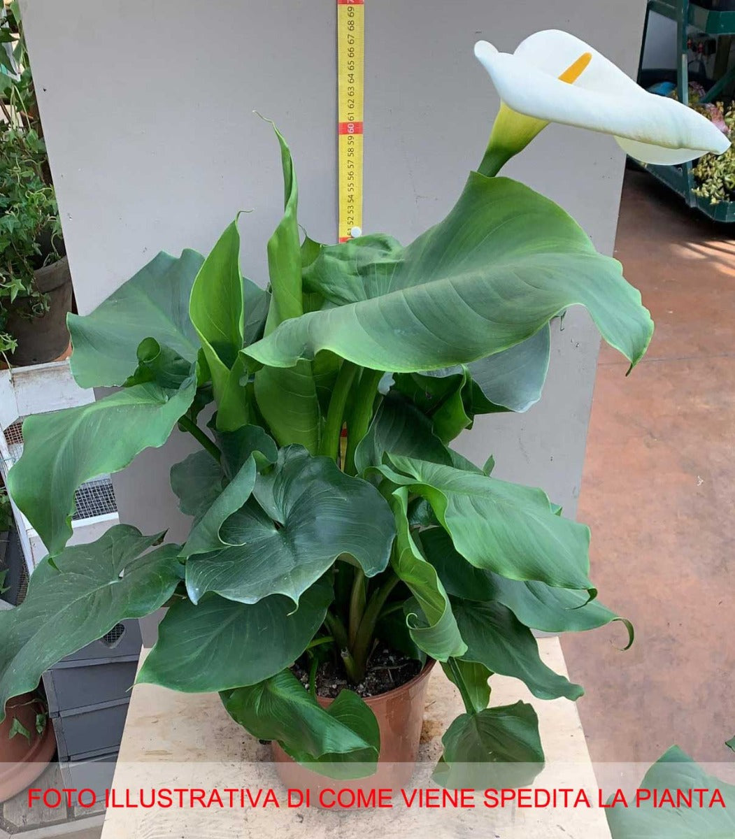 CALLA ZANTEDESCHIA BIANCA VASO 18CM