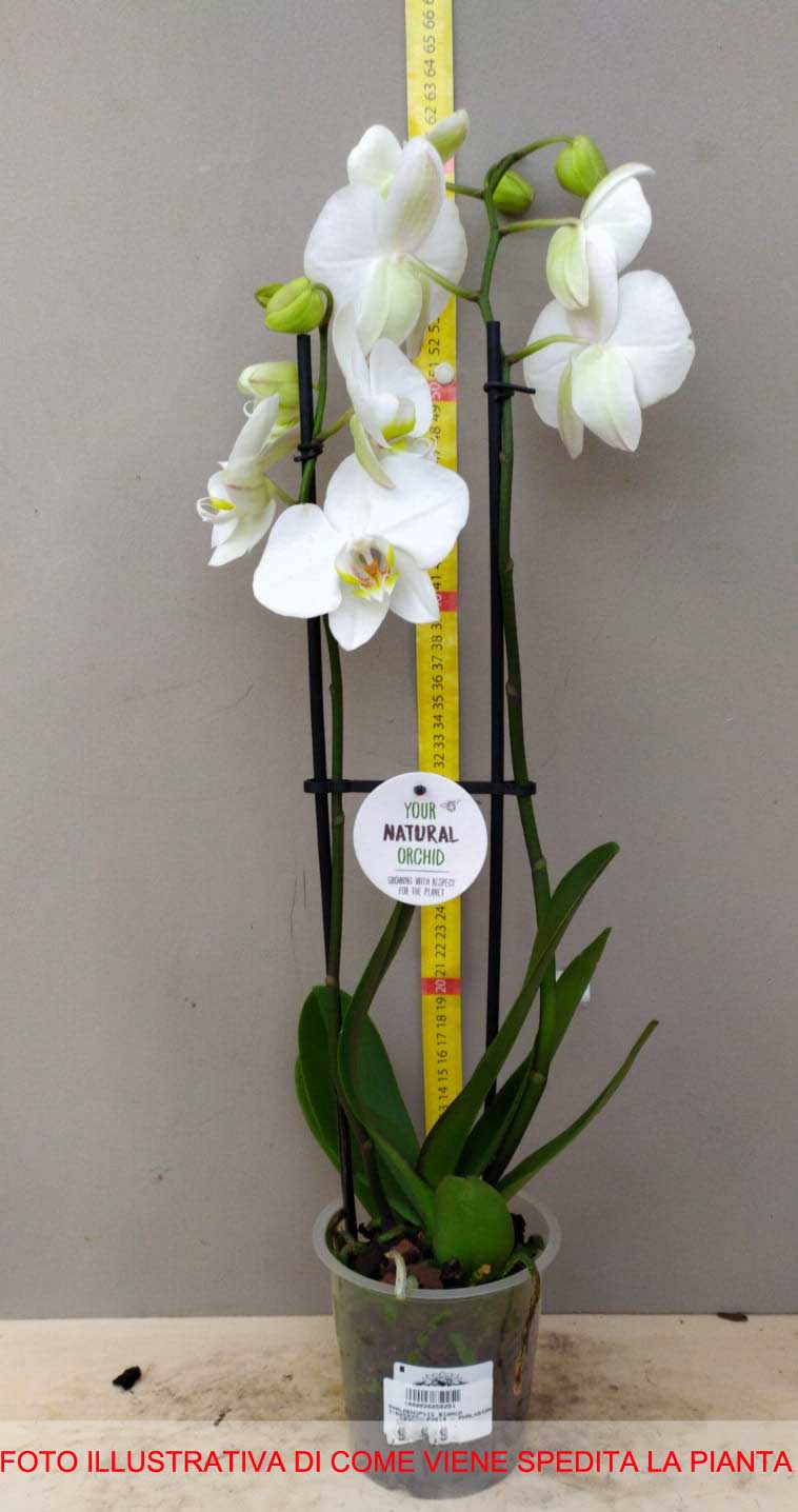 ORCHIDEA PHALAENOPSIS BIANCA VASO 10CM