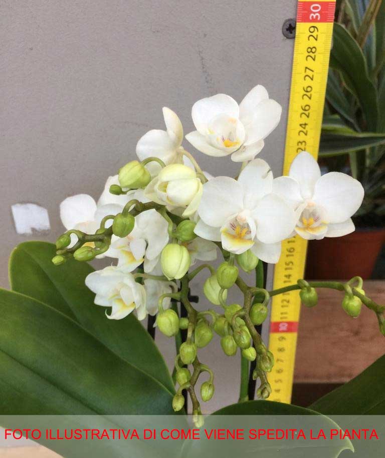 ORCHIDEA PHALAENOPSIS BIANCA VASO 9CM