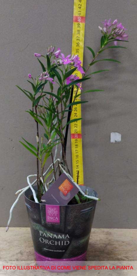 ORCHIDEA OERSTEDELLA CENTROPETALA VASO 13CM
