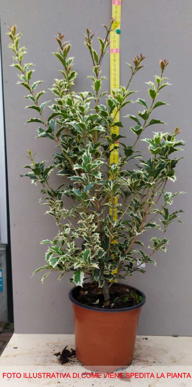 OSMANTHUS VARIEGATA IN VASO 17CM
