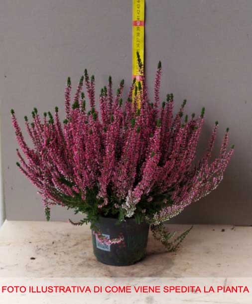 OFFERTA 3 PIANTE DI CALLUNA ERICA FUCSIA VASO 12CM