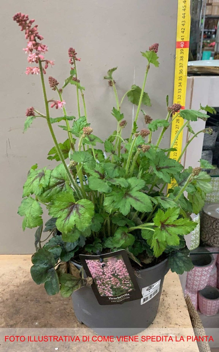 HEUCHERELLA PINK REVOLUTION IN VASO 19CM