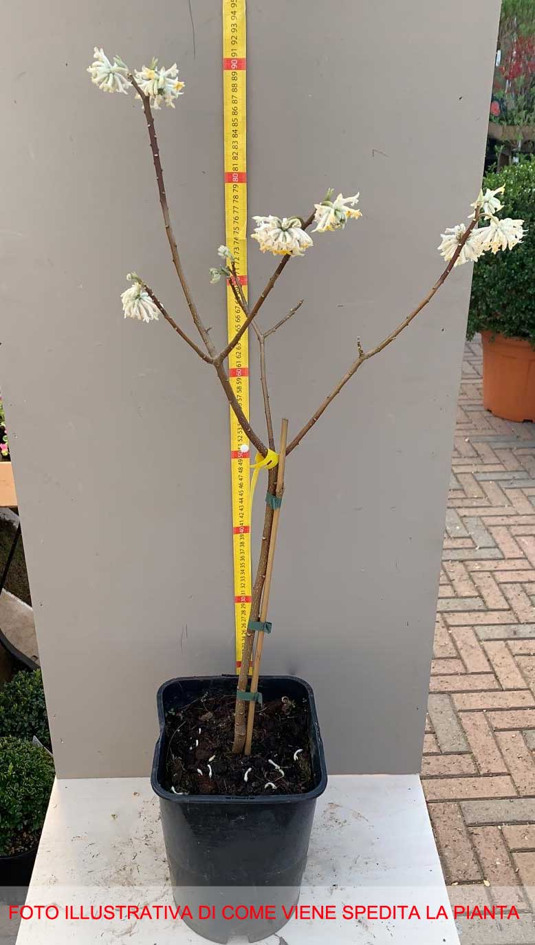 EDGEWORTHIA VASO 20CM