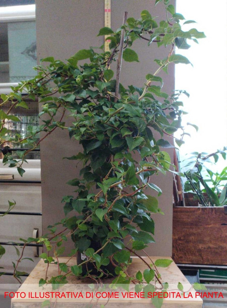 ORTENSIA HYDRANGEA ANOMALA PETIOLARIS VASO 18CM