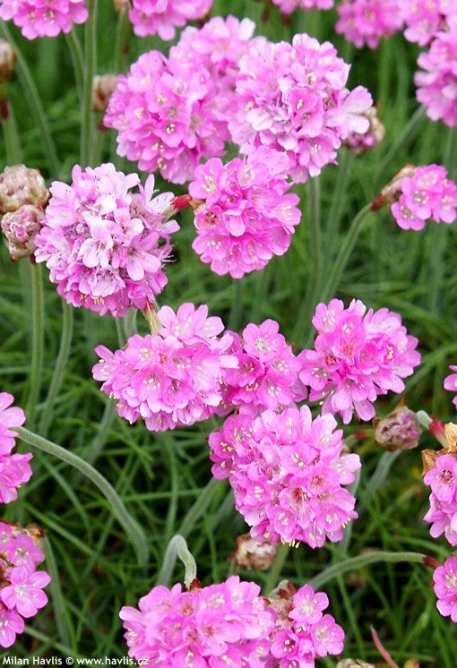 ARMERIA MARITTIMA ARMANDA ROSA/BIANCO VASO 15CM