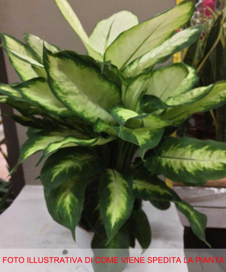 DIEFFENBACHIA CAMILLA VASO 17CM
