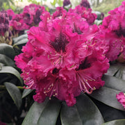 RODODENDRO MARIE FORTE ROSSO VASO 18CM