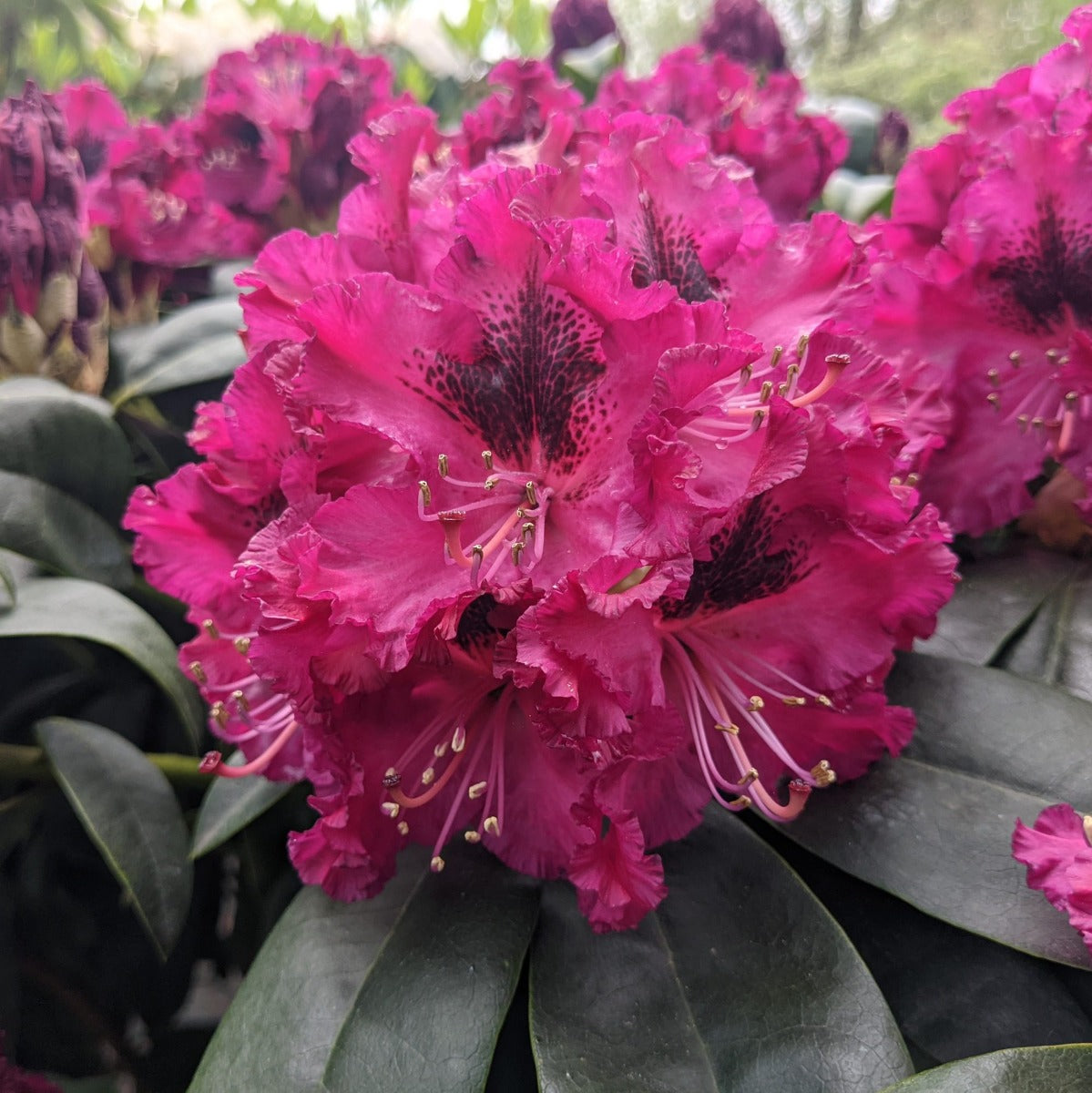 RODODENDRO MARIE FORTE ROSSO VASO 18CM