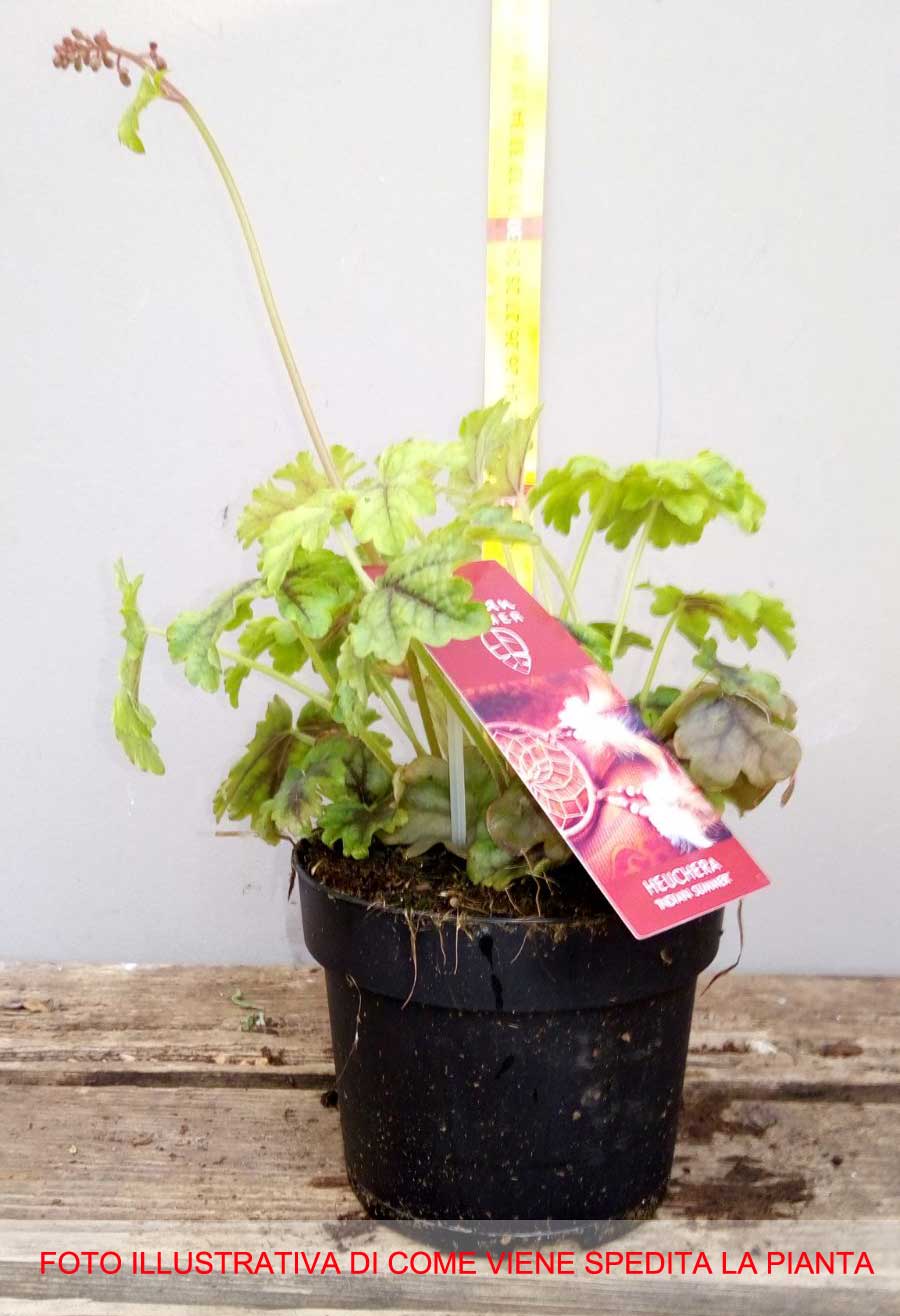 HEUCHERA TAPESTRY IN VASO 12CM
