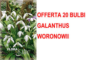OFFERTA 30 BULBI GALANTHUS WORONOWII