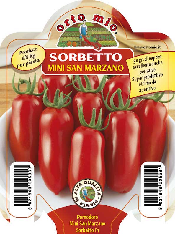 3 PIANTE IN VASO Ø10CM DI POMODORO MINI SAN MARZANO