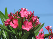 OLEANDRO FUCSIA VASO 18CM