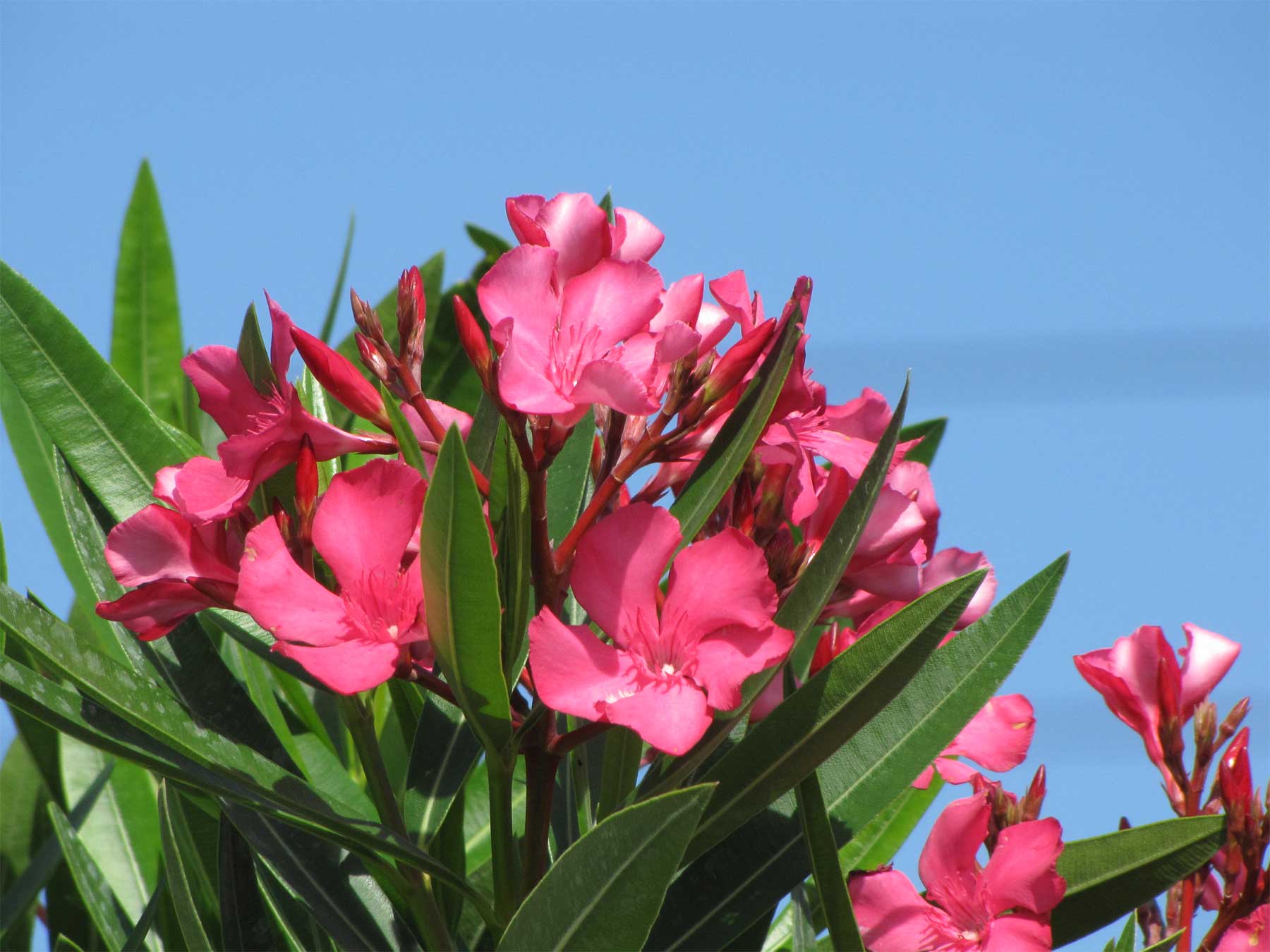 OLEANDRO FUCSIA VASO 18CM