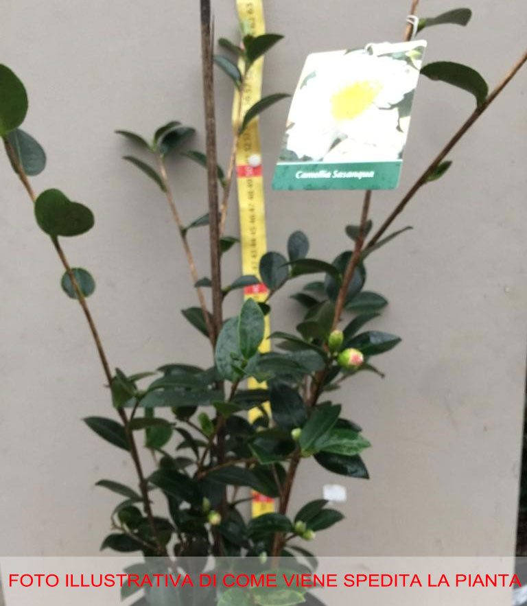 CAMELIA SASANQUA BIANCA IN VASO 17CM