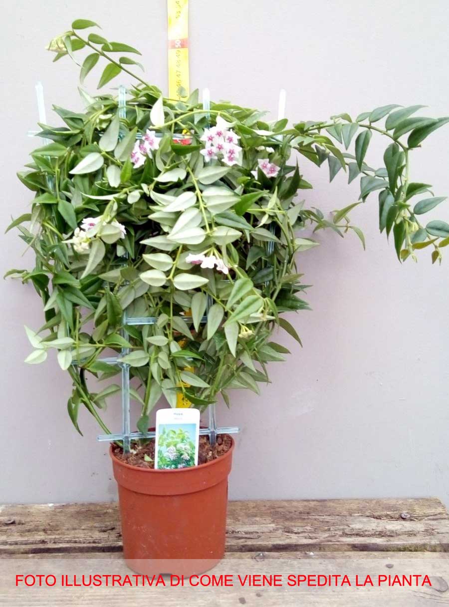 HOYA BELLA FIORE DI CERA VASO 14CM