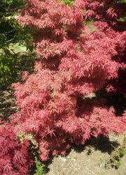 ACERO PALMATUM JERRE SCHWARTZ VASO 19CM