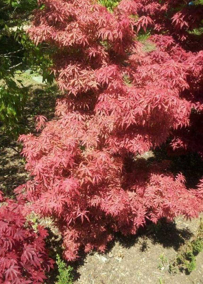 ACERO PALMATUM JERRE SCHWARTZ VASO 19CM