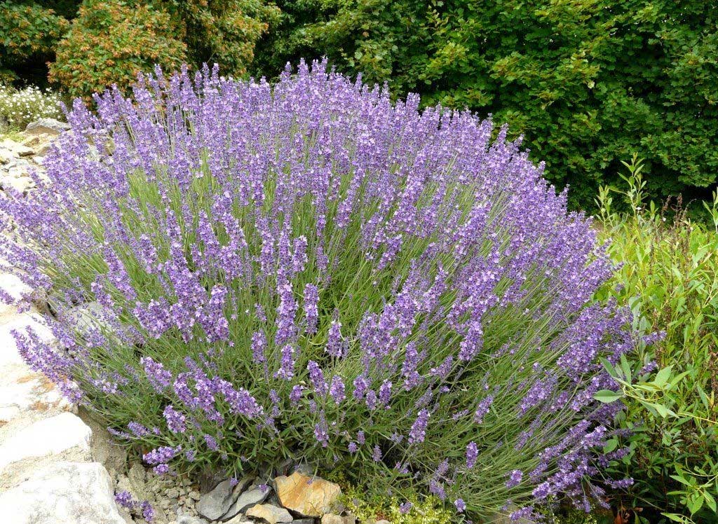 LAVANDULA ANGUSTIFOLIA LAVANDA VERA IN VASO 18CM