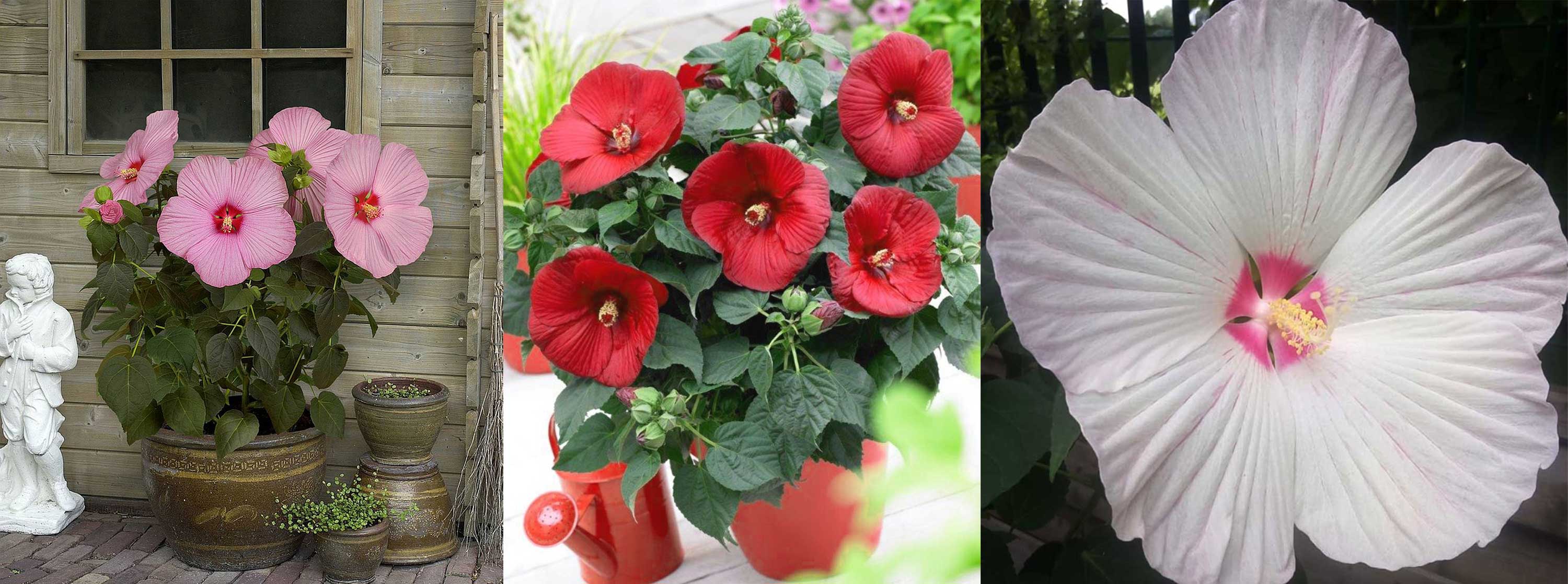 HIBISCUS IBISCO XXL IN VASO 23CM COLORE A SCELTA