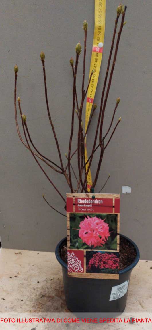 AZALEA ROSA HOMEBUSH KNAPHILL VASO 17CM