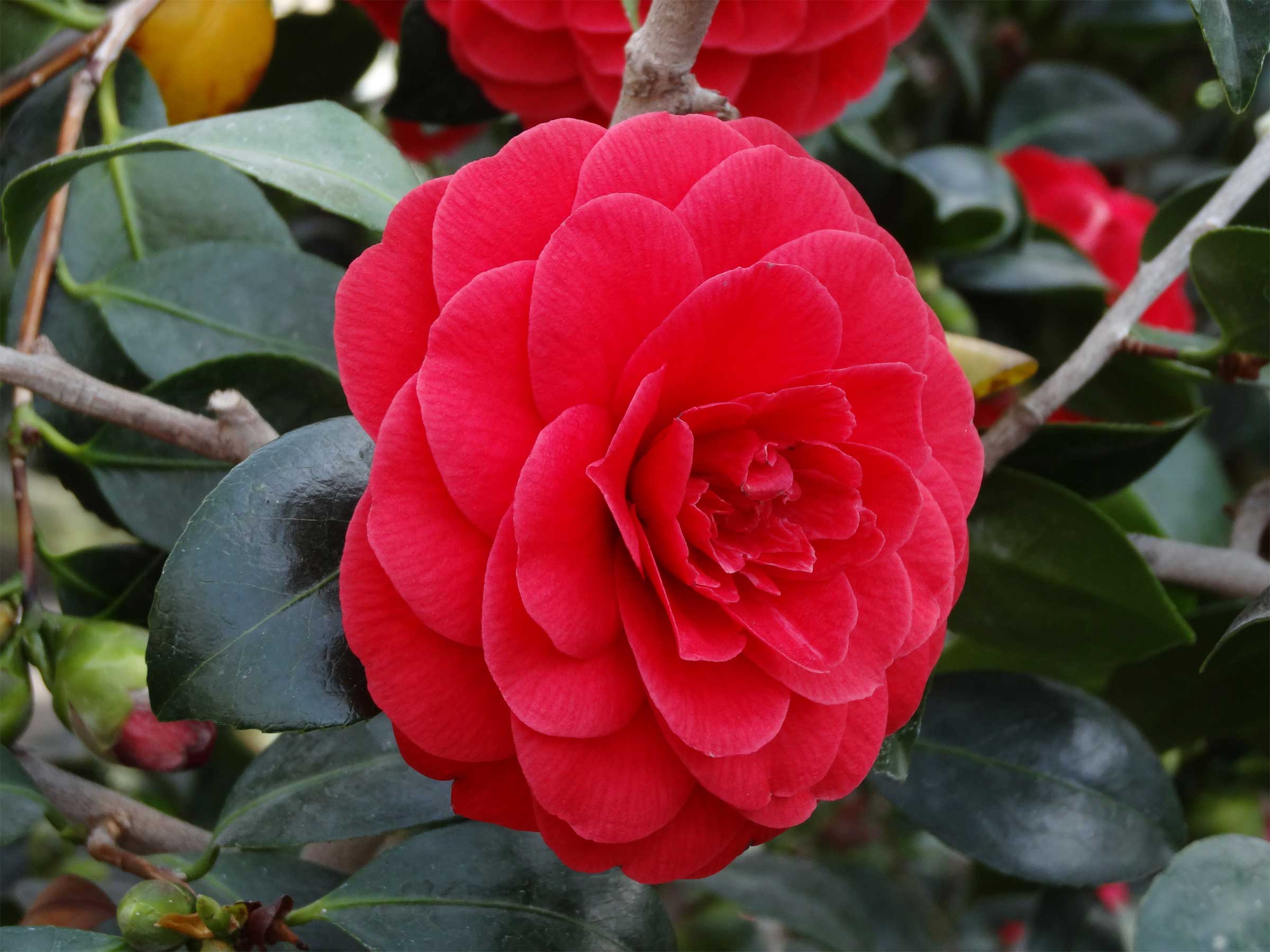 CAMELIA JAPONICA ROSSA VASO 17CM