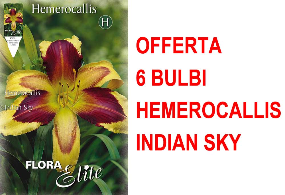 OFFERTA 6 BULBI HEMEROCALLIS INDIAN SKY