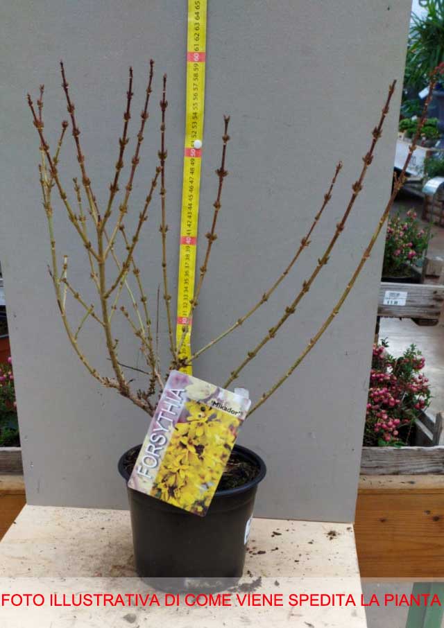 FORSYTHIA FORSIZIA INTERMEDIA MIKADOR IN VASO 18CM