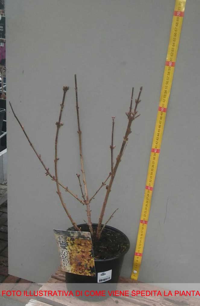 FORSYTHIA FORSIZIA INTERMEDIA GOLDRAUSCH IN VASO 19CM