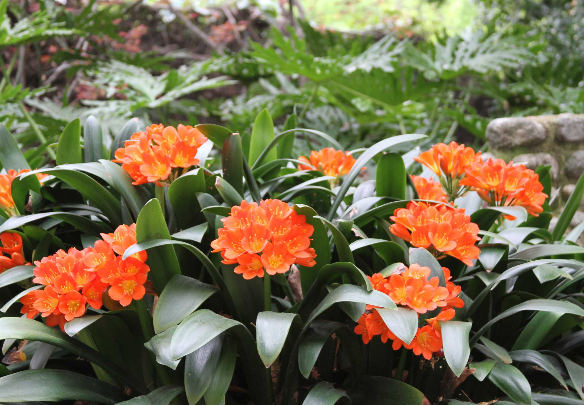 CLIVIA MINIATA IN VASO 15CM