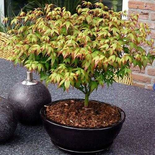 ACERO PALMATUM LITTLE PRINCESS VASO 19CM