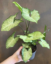 SYNGONIUM SUPRISE VASO 13CM