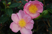 CAMELIA SASANQUA PLANTATION PINK IN VASO 20CM