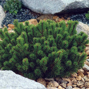 PINUS MUGO PUMILIO VASO 19CM