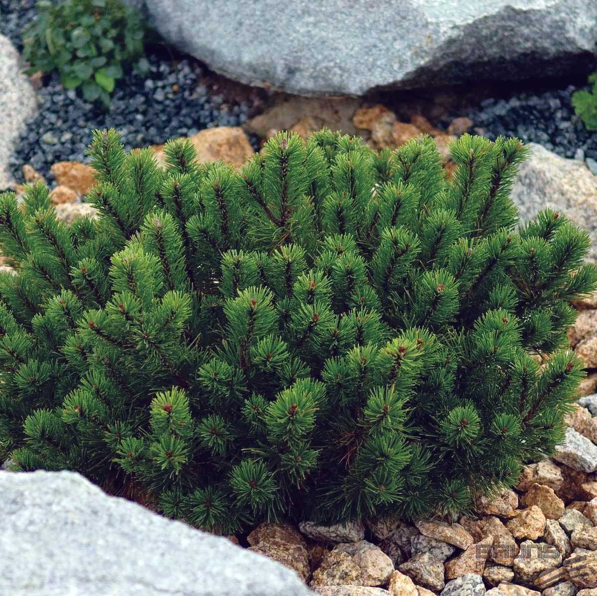 PINUS MUGO PUMILIO VASO 19CM