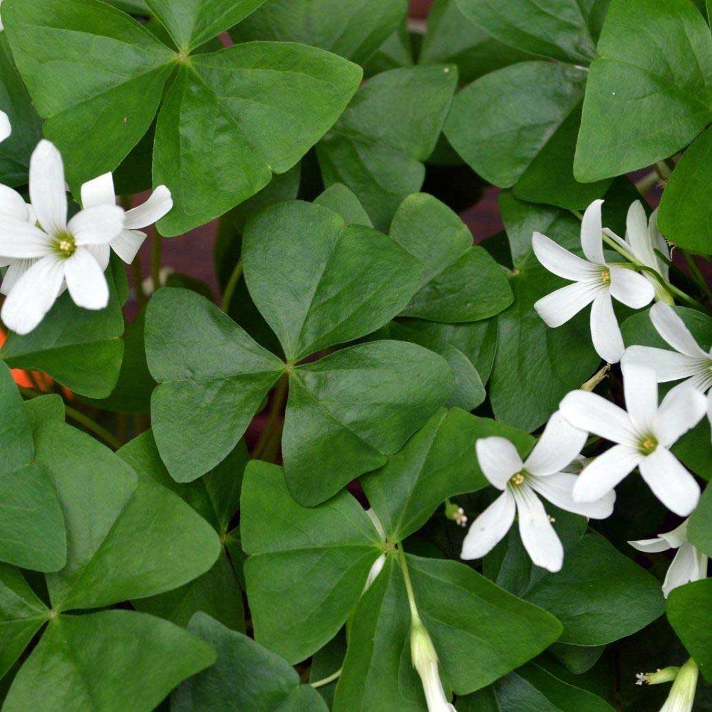 OXALIS  REGNELLII IN VASO 10CM
