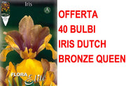 OFFERTA 40 BULBI IRIS HOLLANDICA BRONZE QUEEN