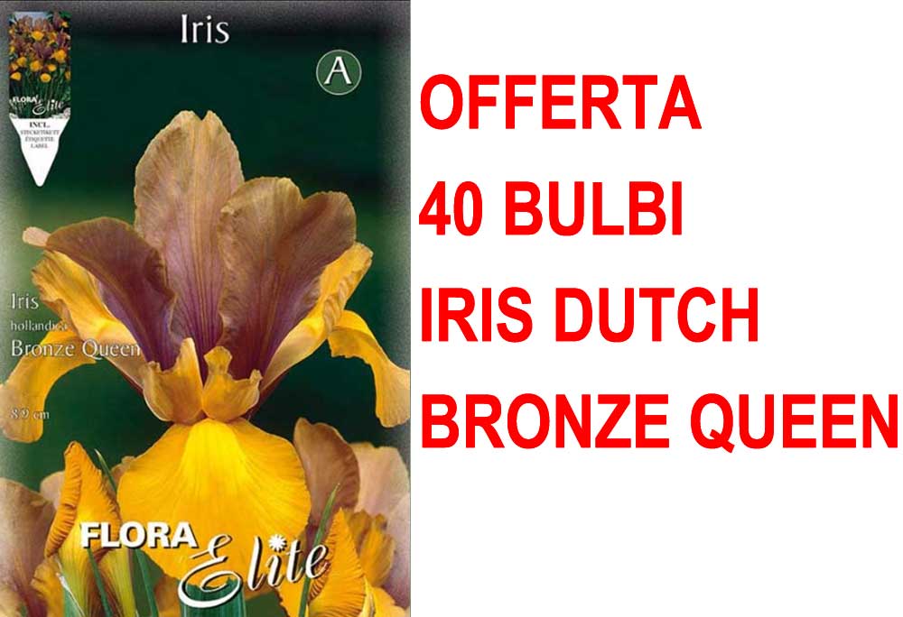 OFFERTA 40 BULBI IRIS HOLLANDICA BRONZE QUEEN