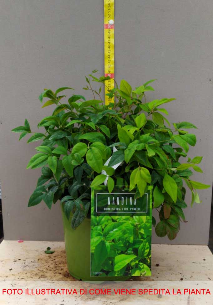NANDINA DOMESTICA FIRE POWER IN VASO 18CM