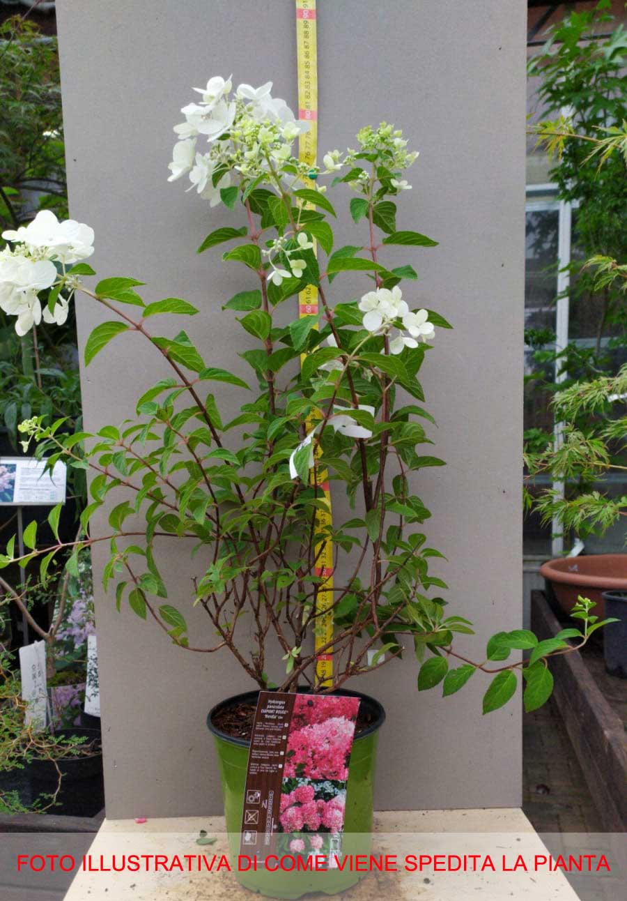 HYDRANGEA ORTENSIA PANICULATA DIAMANT ROUGE VASO 18CM