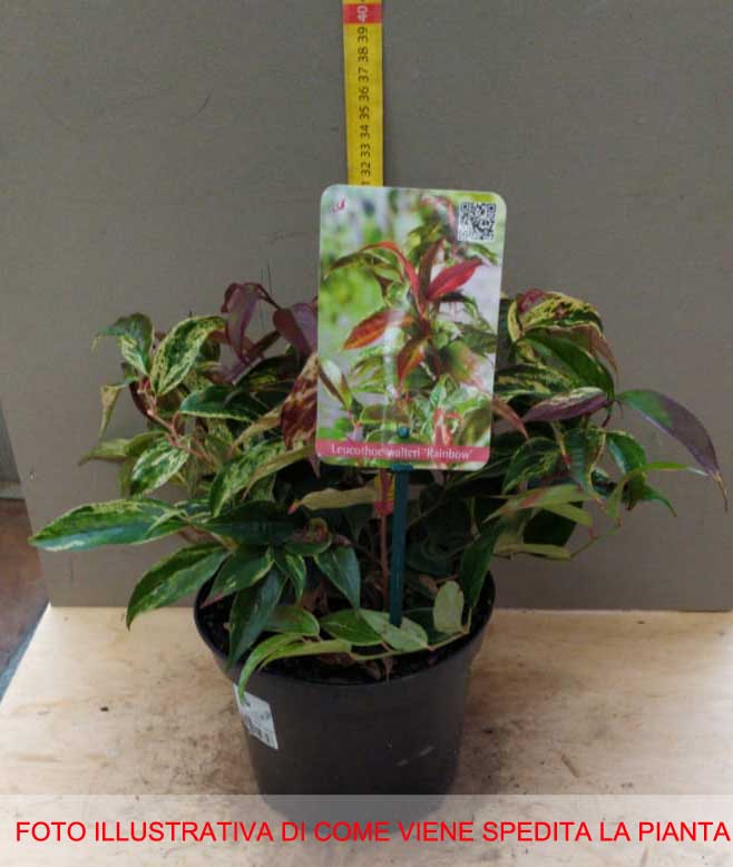 LEUCOTHOE RAINBOW VASO 17CM