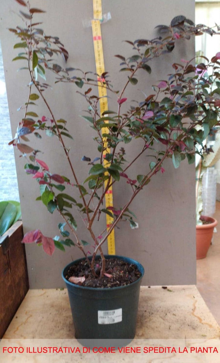 LOROPETALUM VASO 18CM