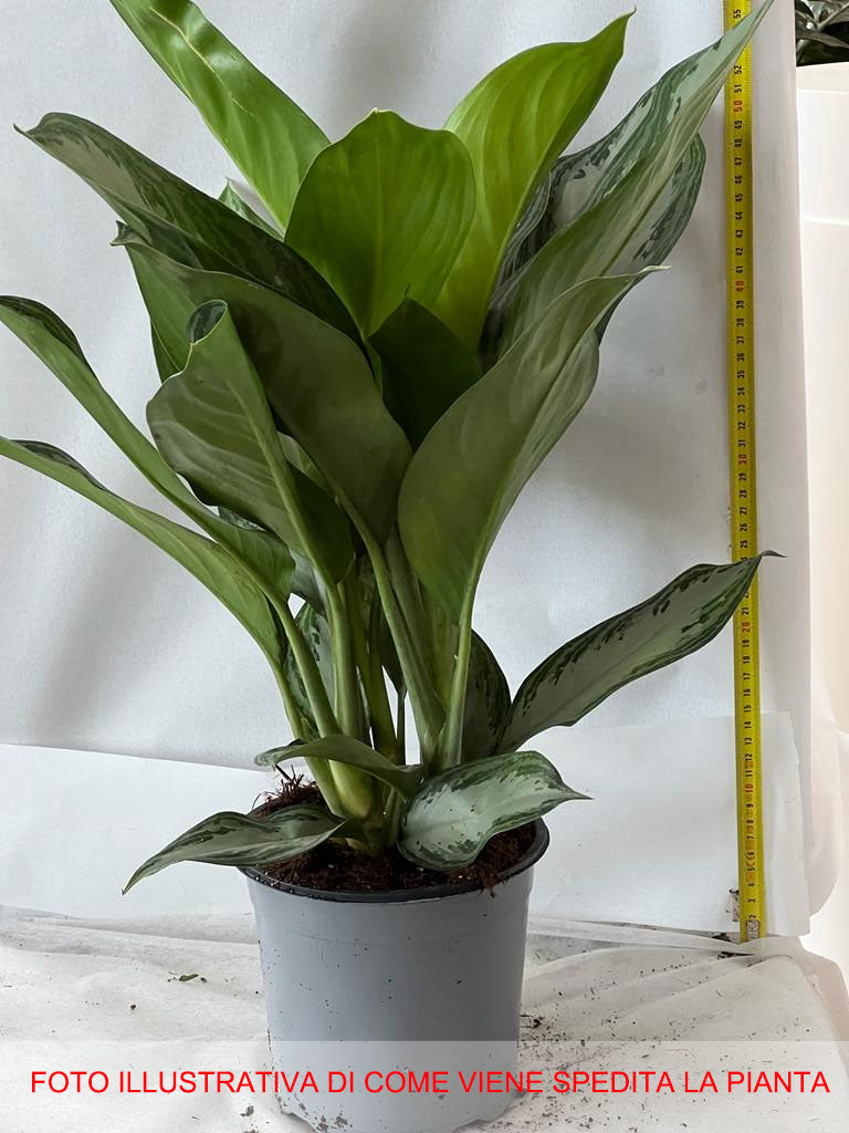 AGLAONEMA SILVER BAY VASO 17CM