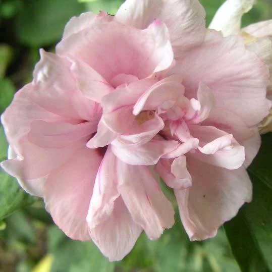 HIBISCUS IBISCO SYRIACUS LEOPOLDII IN VASO 19CM