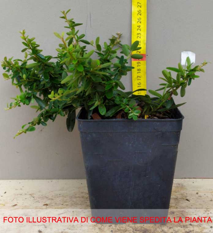 PYRACANTHA NAVAHO VASO 12CM