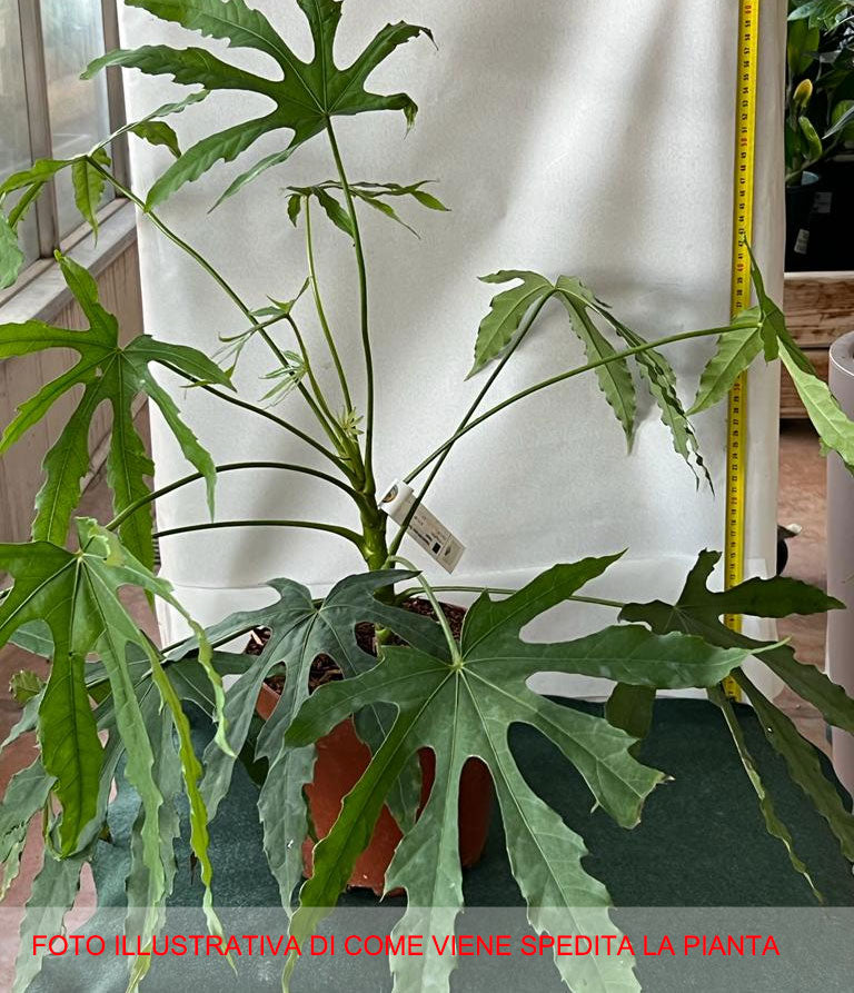FATSIA POLYCARPA VASO 18CM