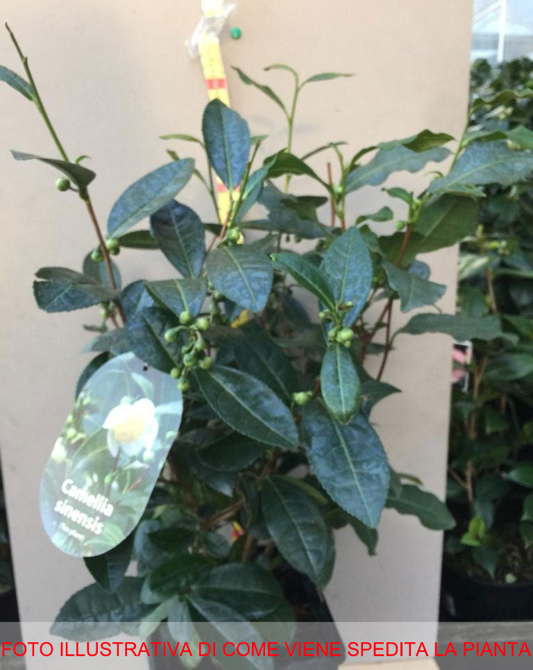 CAMELIA  SINENSIS LA PIANTA DEL TE' VASO 17CM