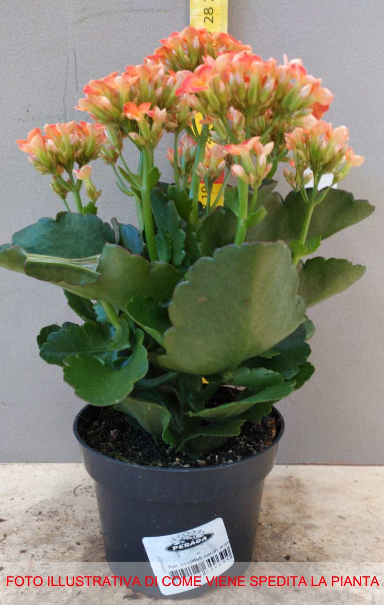 KALANCHOE ARANCIONE IN VASO 10.5CM