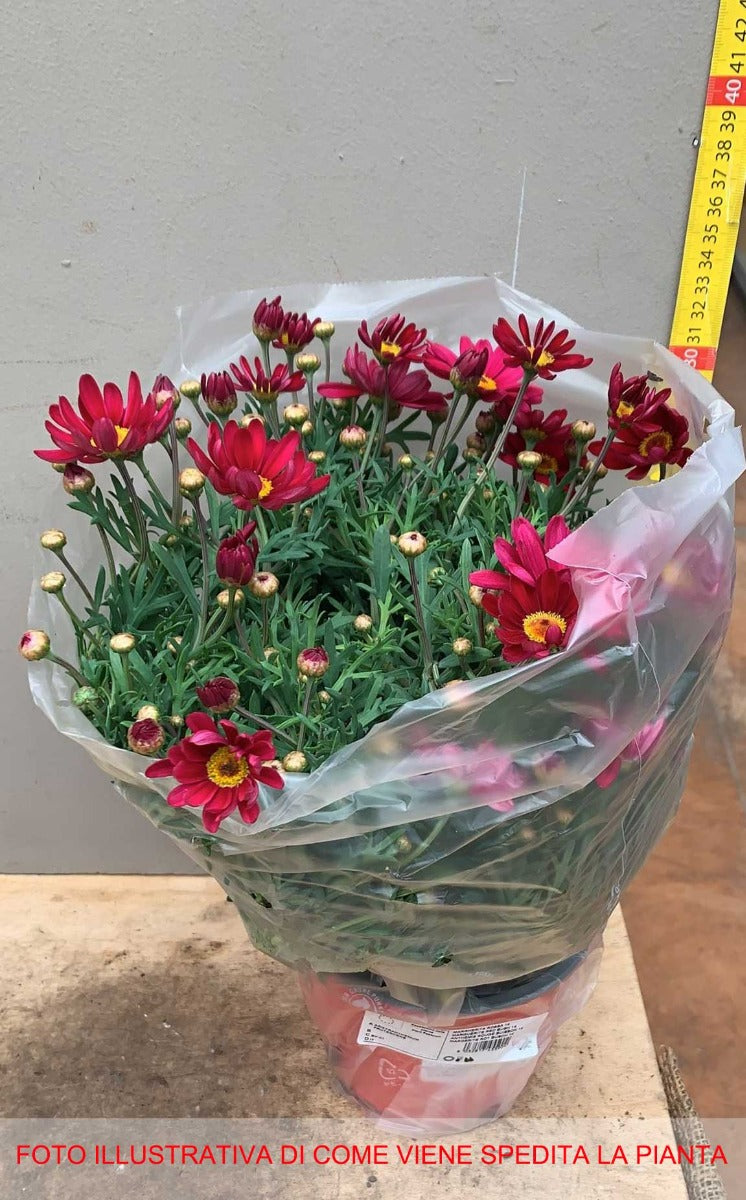 MARGHERITA ROSSA IN VASO 14CM