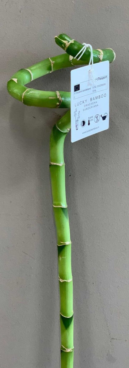 OFFERTA 10 LUCKY BAMBOO SPIRALE 90CM (BAMBÙ DELLA FORTUNA)